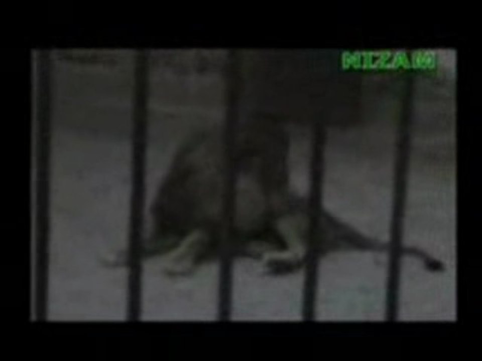 miracle coran lion cri allah zqvdz