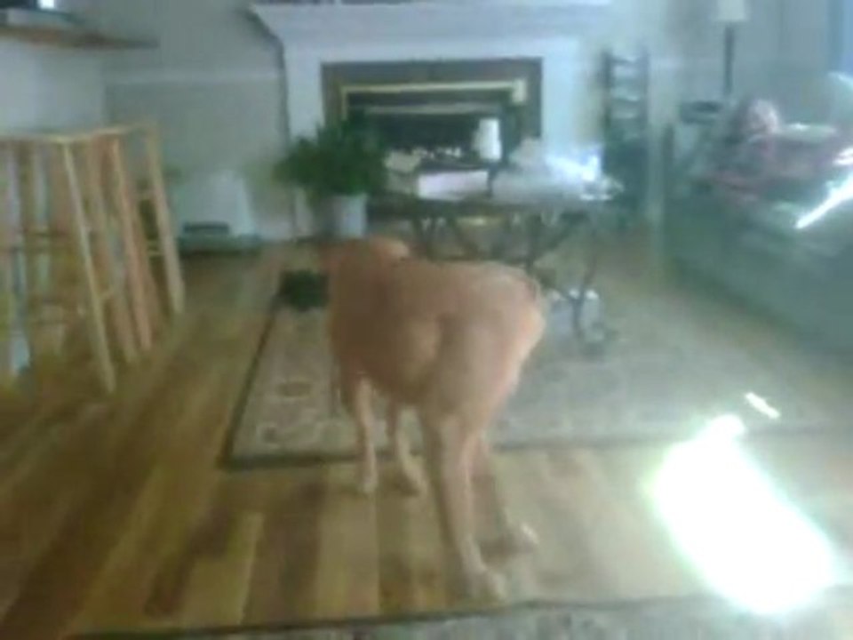 "Gilly On The Run" - To "Wally On The Run" by Steve Martin