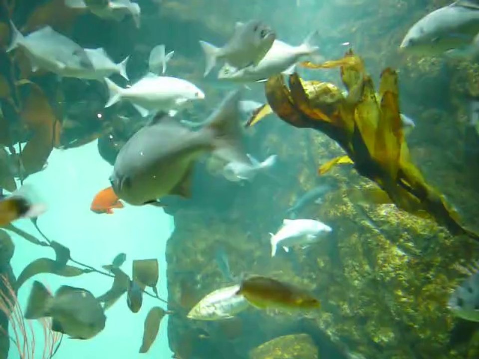 CALIFORNIA ACADEMY OF SCIENCES