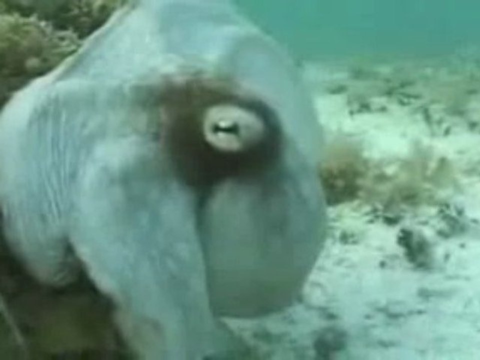 KAMUFLAJ USTASI AHTAPOT