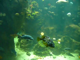CALIFORNIA ACADEMY OF SCIENCES