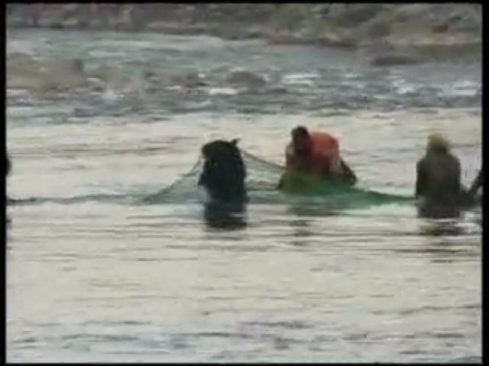 L'orso affoga! Salvataggio in extremis