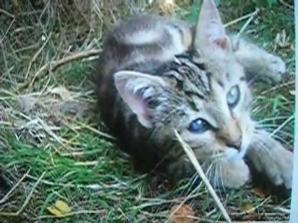 photos de mes chats
