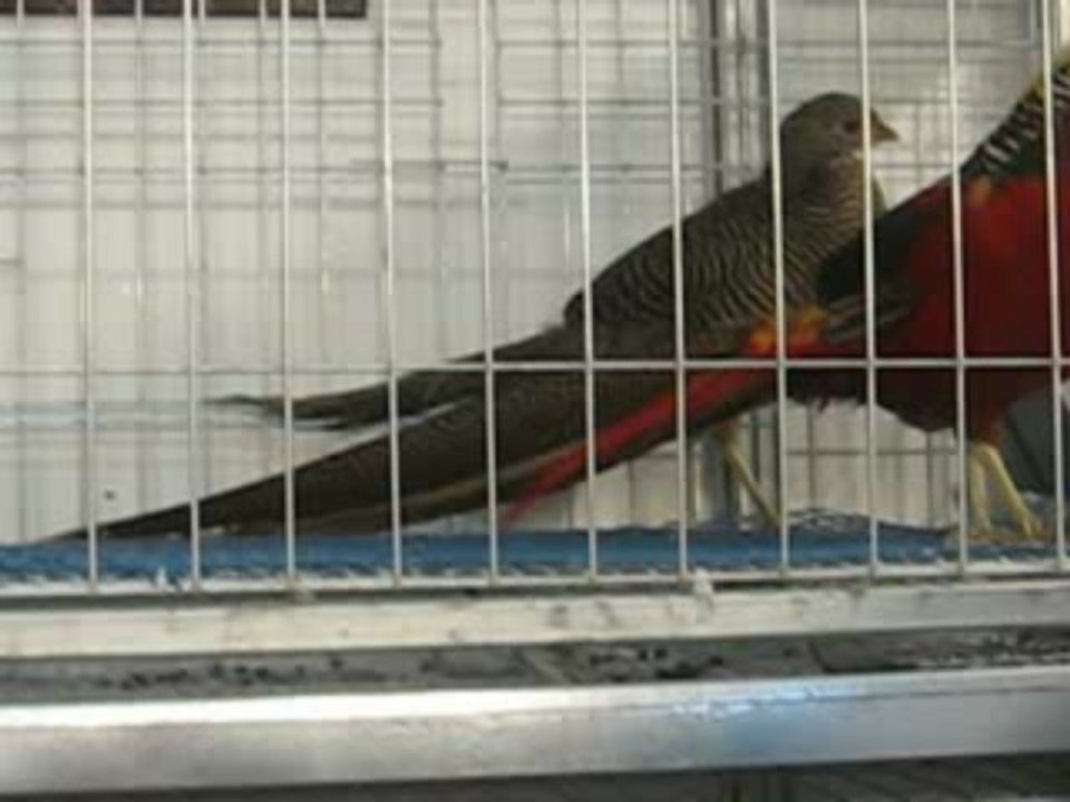 Bursa Tarım Fuarı 2009-3