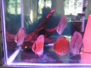 wild discus