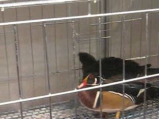 Bursa Tarım Fuarı 2009-7