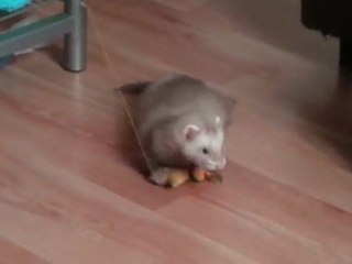 Albireo délire tout seul