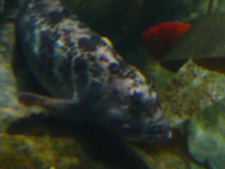 CALIFORNIA ACADEMY OF SCIENCES