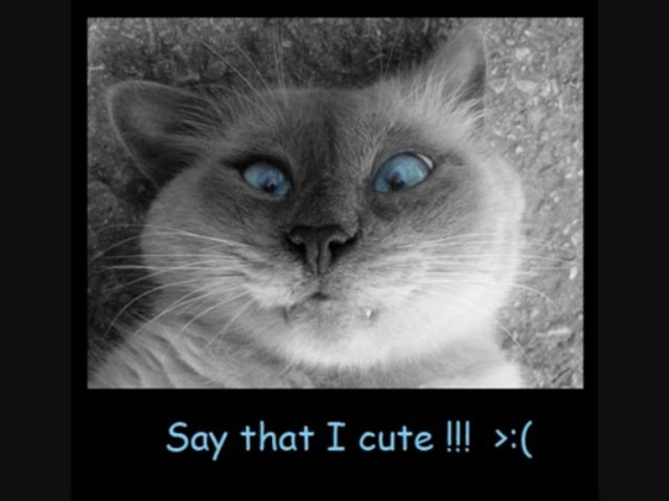 ---Furry Talk, ---Let's see cute animals opinions---