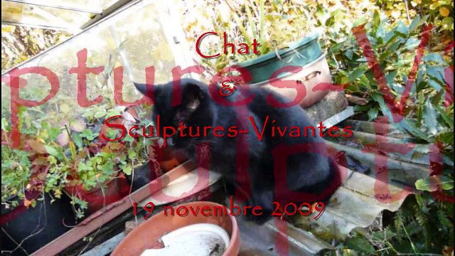 Chat & Sculptures-Vivantes