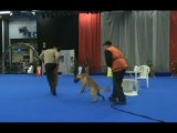 Rudi & Toro international dogshow, mondioring performance