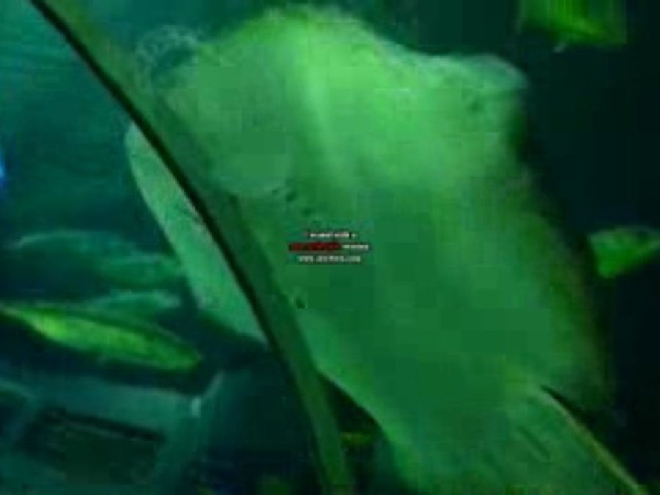 aquarium.avi