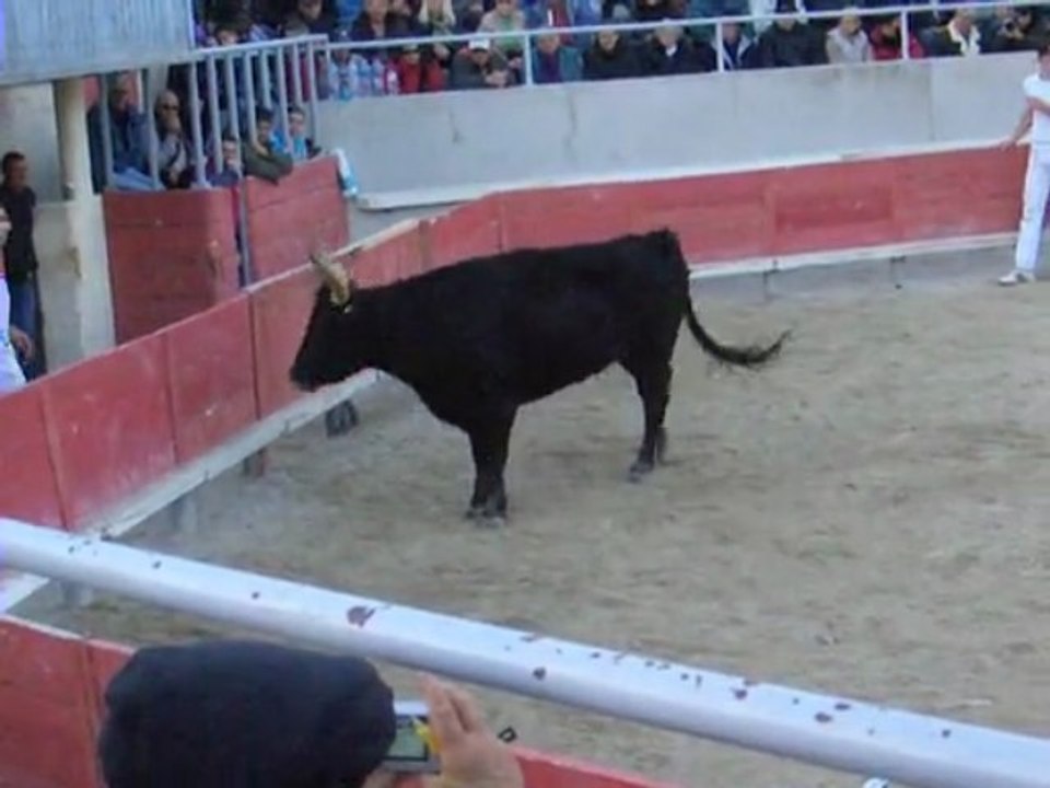 Course camarguaise (Gallargues-le-Montueux)