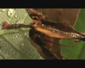 diner phasme à Tiare