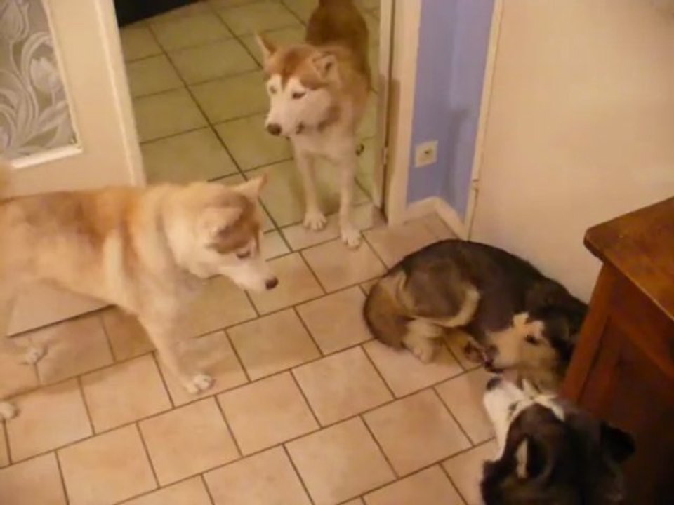 La Chansonnette des Loupinettes