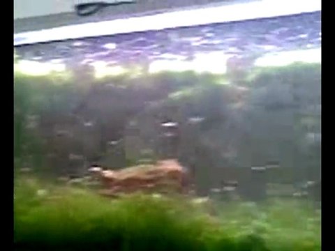 Kiraz Karides İstilası