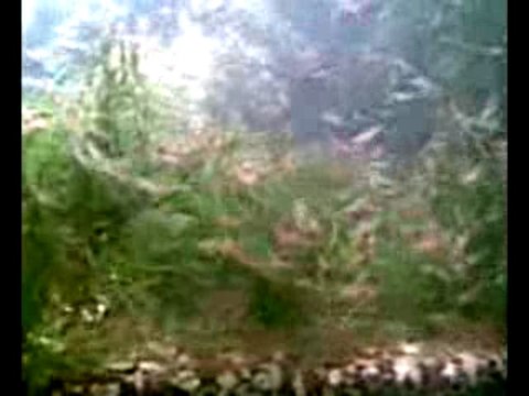 Kiraz Karides İstilası