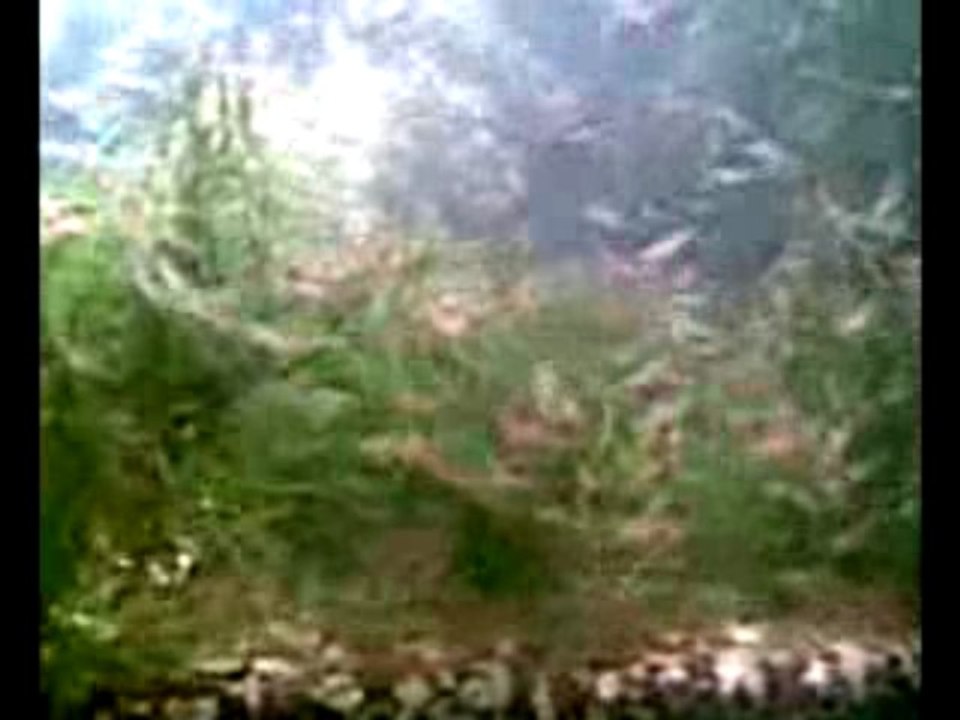 Kiraz Karides İstilası