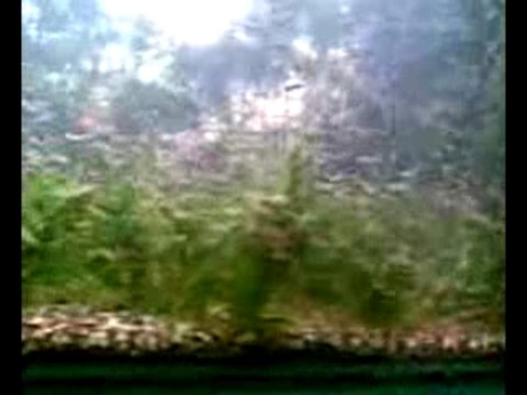 Kiraz Karides İstilası