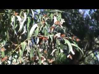 Pismo Beach Monarch Butterfly Grove