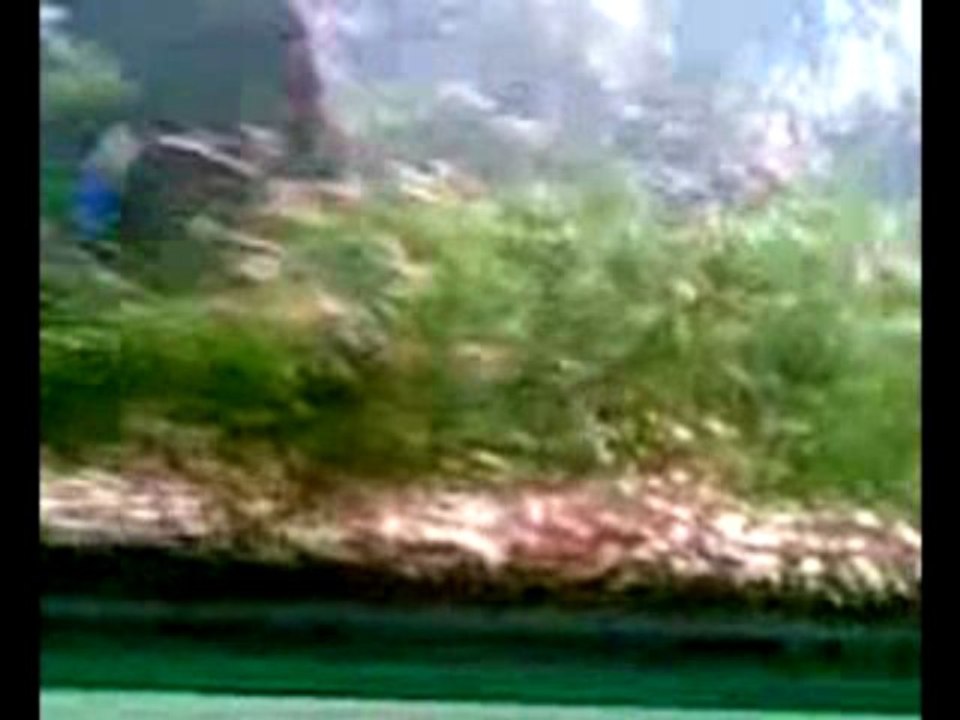 Kiraz Karides İstilası