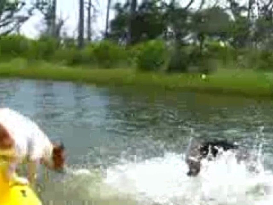 Wally on the Run-Steve Martin Contest