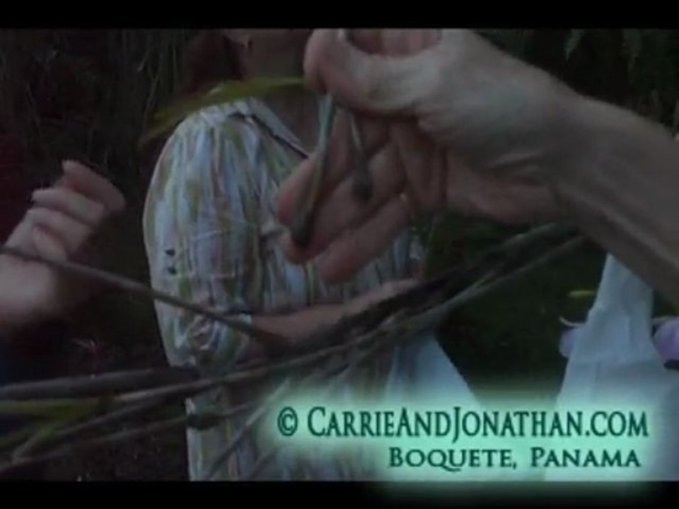 Orchids: How to Sprout New Orchids