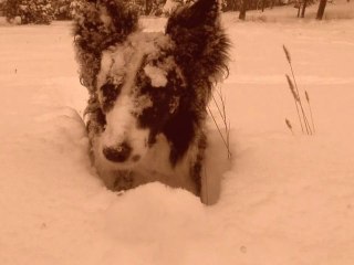 Laika
