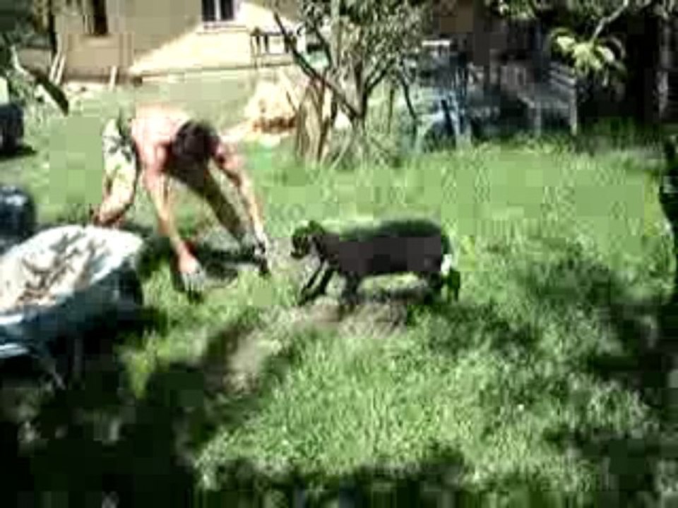 michel vs biquette