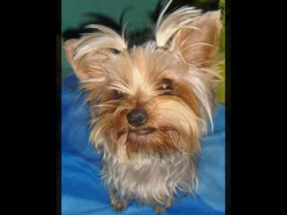 Végas 1 an et daisy 10 mois et demi