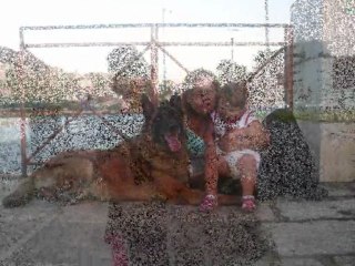 R Fun chien de travail et chien de famille