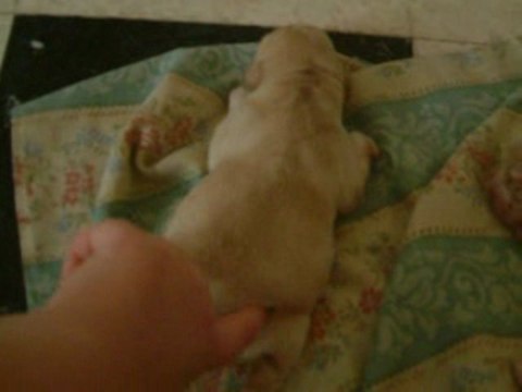 Vidéo Udine & bébés 2