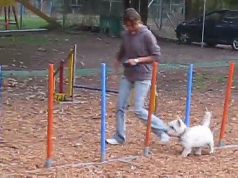 Idéfix agility automne 09