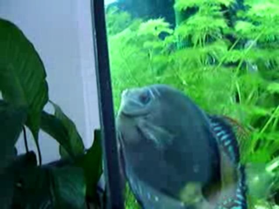 repro santarem + nhamunda