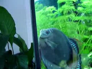 repro santarem + nhamunda