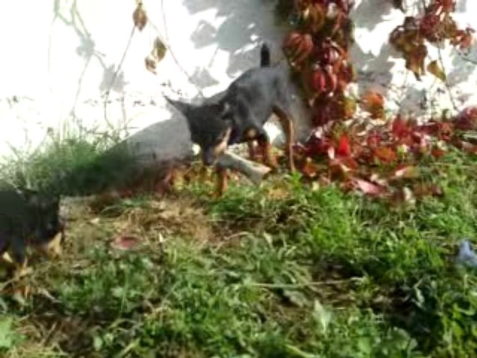 Asko, Eden et Enza - 17 novembre 2009