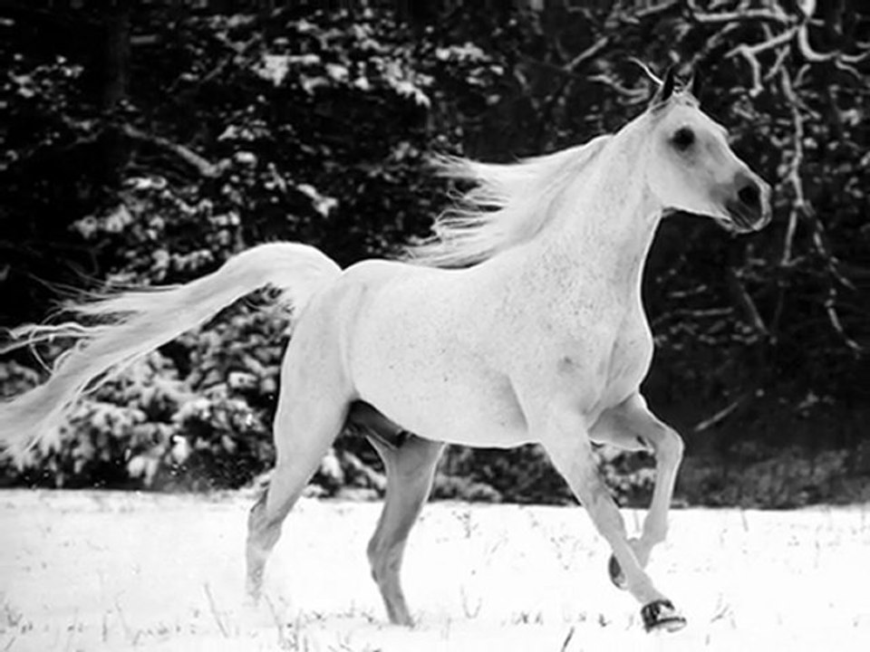 Les chevaux des animaux super