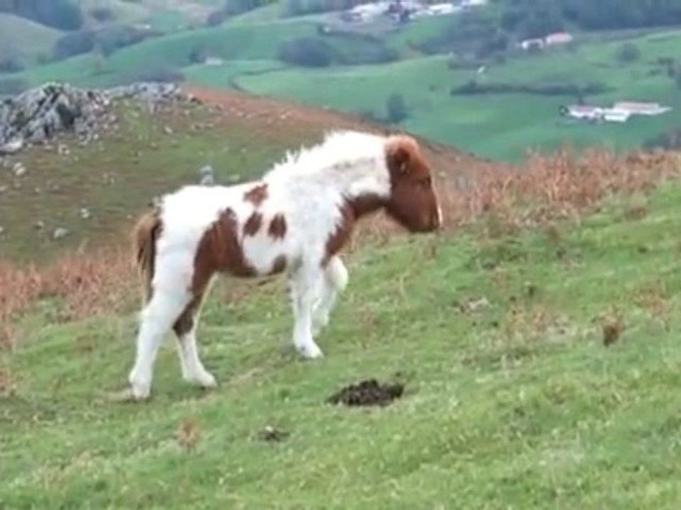 Pinodieta dans le vent