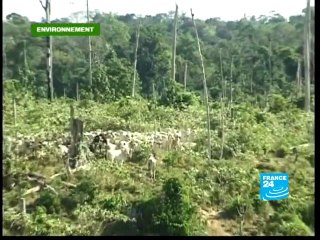 Au Brésil, le grand combat contre la déforestation