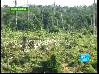 Brazil's battle with deforestation