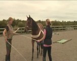 Getting a young horse used to poles and plastic (TRAILER)
