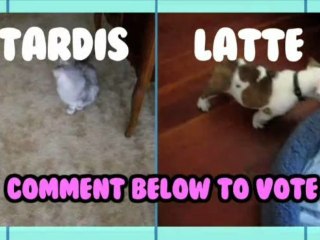 ZOMG! LASER PETS! - Animal Idol 010