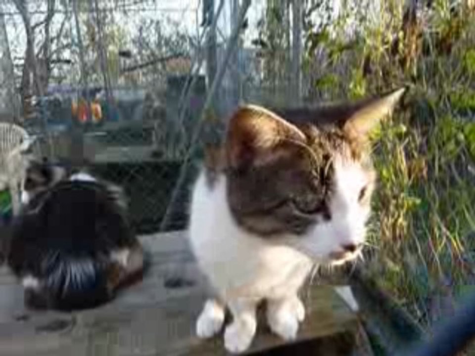 Maurice