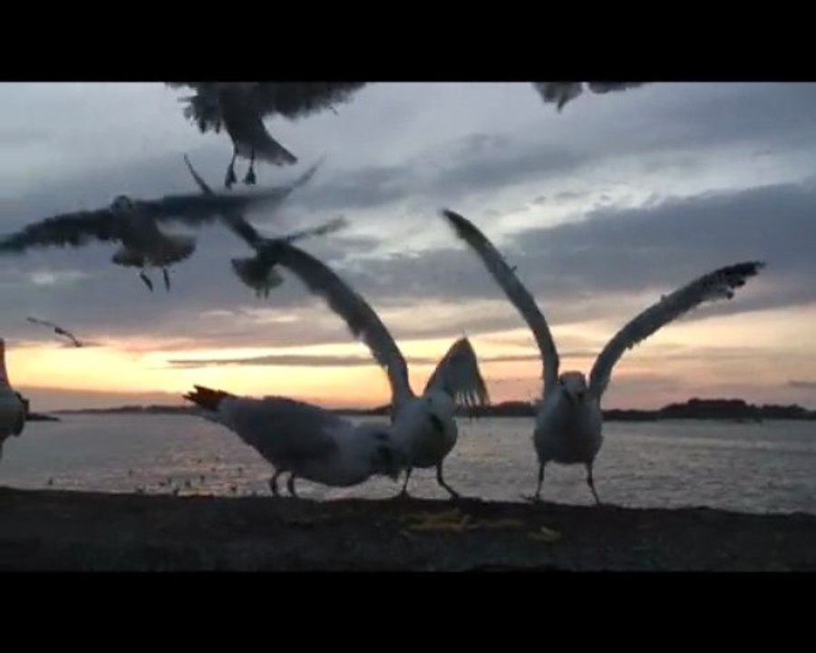 les mouettes adorent les frites