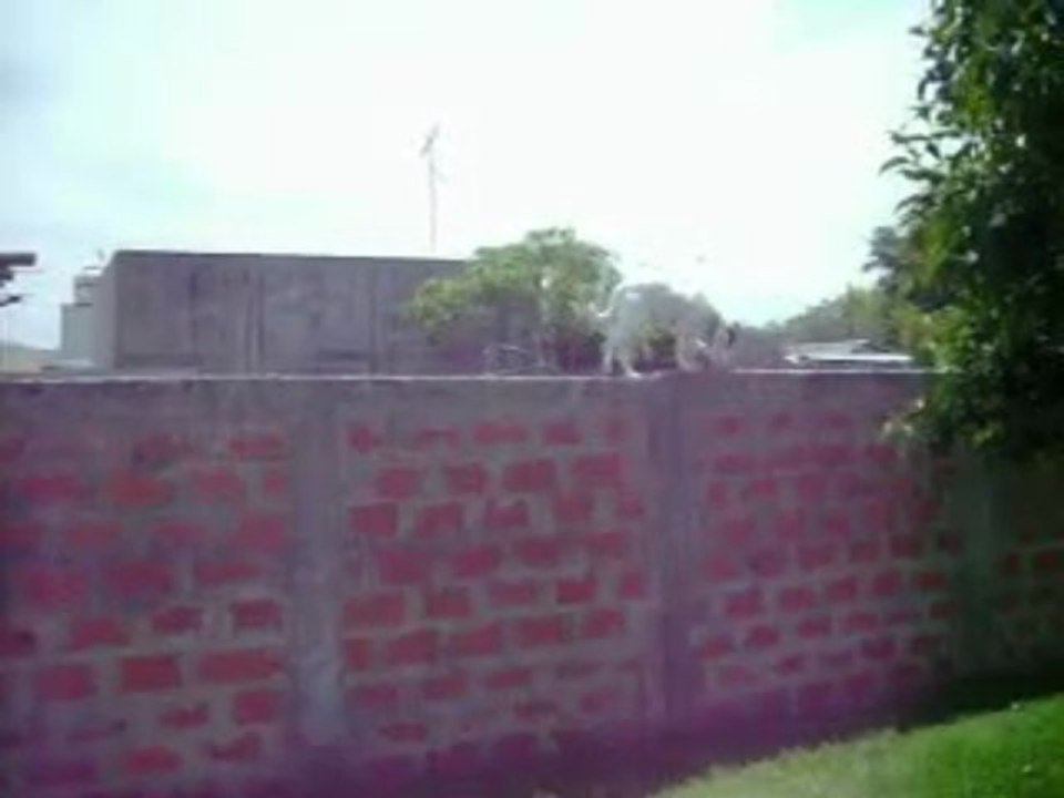 el perro de mi vecina o gato?