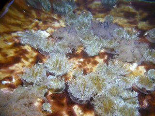 CALIFORNIA ACADEMY OF SCIENCES