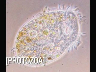 NOLS MythCrushers Episode 1: Fish Eyes