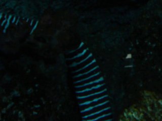 CALIFORNIA ACADEMY OF SCIENCES