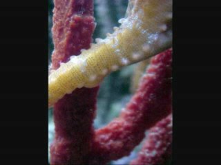 Adelgazar Rapidamente y Para Siempre