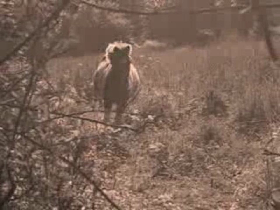 Bufalo arrive au galop.